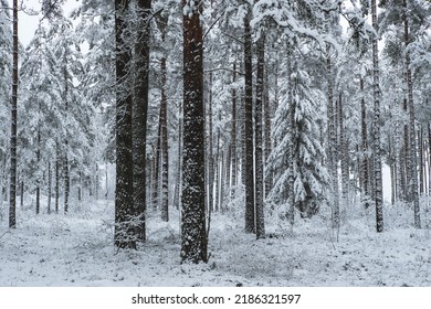 Beautiful Winter Landscape. Pine Forest. Trees Covered By Snow. No People.