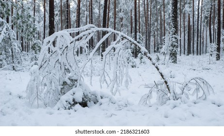 Beautiful Winter Landscape. Pine Forest. Close-up Of Small Tree Covered By Snow. No People.