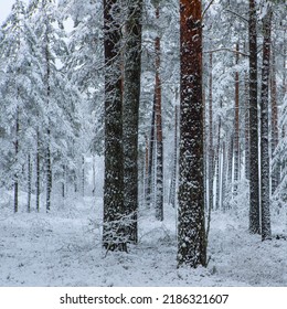 Beautiful Winter Landscape. Pine Forest. Trees Covered By Snow. No People.