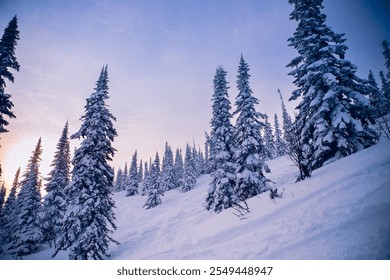 Beautiful winter landscape, pine trees covered with fresh snow on frosty sunset on mountain. - Powered by Shutterstock