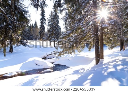 Beautiful winter landscape with river, snowdrifts and northern sun in coniferous forest
