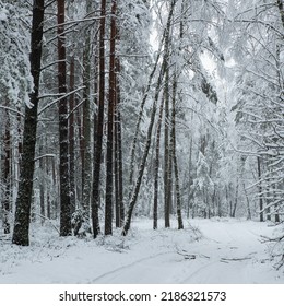 Beautiful Winter Landscape. Road In Pine Forest. Trees Covered By Snow. No People.