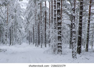 Beautiful Winter Landscape. Road In Pine Forest. Trees Covered By Snow. No People.