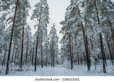 Beautiful Winter Landscape. Road In Pine Forest. Trees Covered By Snow. No People.