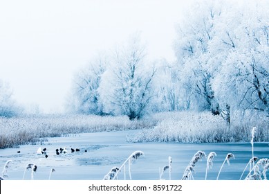 beautiful winter landscape scene with frozen trees and birds in the river