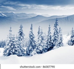 Beautiful Winter Landscape With Snow Covered Trees