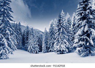 Beautiful winter landscape with snow covered trees. - Shutterstock ID 91142918