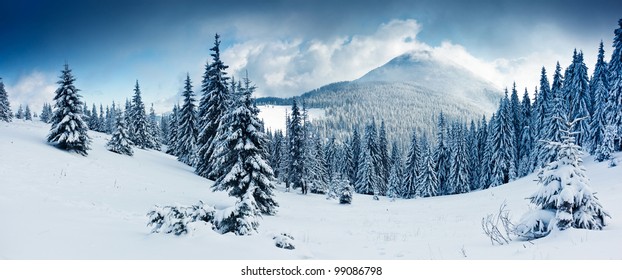 Beautiful Winter Landscape With Snow Covered Trees