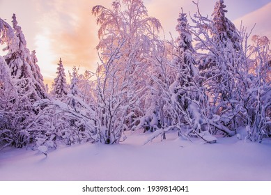 Beautiful winter landscape. Snow-covered forest at dawn
