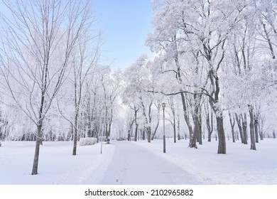 Beautiful winter landscape with snow-covered trees. Blue sky and textured snow. Winter tale
