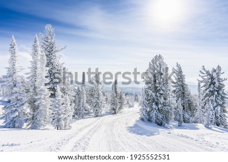 beautiful winter landscape spruce snow covered sunny weather 