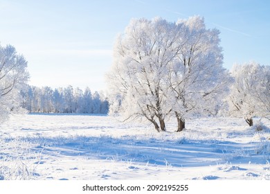 Beautiful winter landscape. A tree covered with white frost in a snowy field, close up. Sunny frosty day. Nature background 