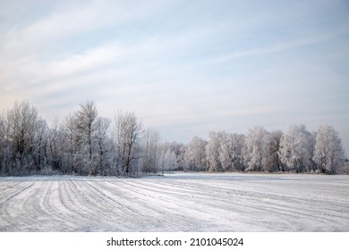Beautiful winter landscape. A tree covered with white frost in a snowy field, close-up. Sunny frosty day. Nature beautiful background. Winter in Ukraine