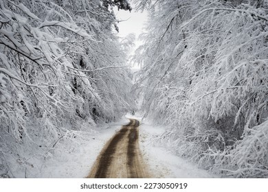 Beautiful winter landscape with twisted road through snowy Kashubian forest, Poland