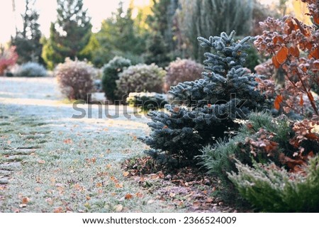 beautiful winter or late autumn garden view with first frost, snowy conifers and shrubs