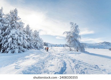 Beautiful  Winter Mountain Landscape with Pine Trees Covered with Snow .Vitosha Mountain, Bulgaria 