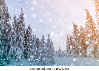 Beautiful winter mountain landscape. Tall spruce trees covered with snow in winter forest and cloudy sky background. - Shutterstock ID 1480257206