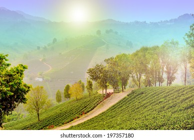 Beautiful Winter Mountain The Sunshine With Tea Coffee Farm ,rainbow Landscape Amazing Of Thailand ,trees ,plant With Light Special