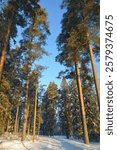 Beautiful winter nature by light rays of light. Tall green pines, spruces, trees covered with white snow, large snowdrifts with white beaten paths, a snow-covered road of Varkaus, Finland.