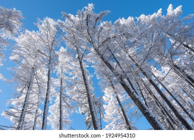 Beautiful Winter Nature In Slovakia