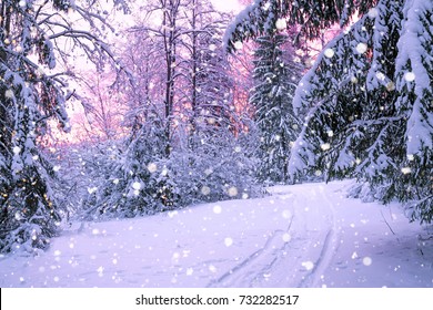beautiful winter night landscape with sunset in the forest - Shutterstock ID 732282517