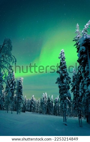 Beautiful winter night with Northern lights (aurora borealis) in the sky and deep snow covered trees in foreground. (high ISO image)