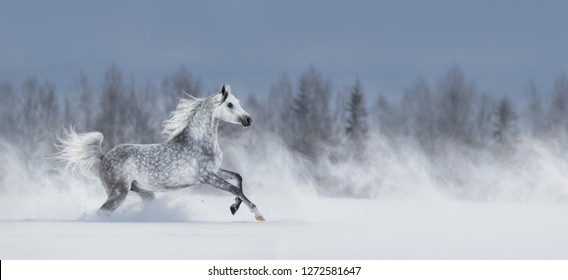 Beautiful winter panoramic landscape. Pretty grey arabian horse galloping during blizzard across snowy field. 