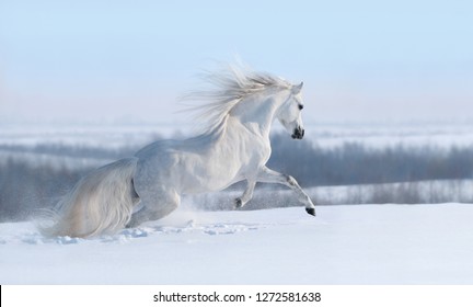 Beautiful winter panoramic landscape. White horse with long mane galloping across winter snowy meadow. 