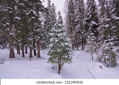 Beautiful Winter Residential Scene Near Leavenworth, WA. Fresh Snow Falling On Already Snow Tipped Evergreen Trees On Both Sides Of A Recently Plowed Driveway. Heavy Snow Covers The Ground In December