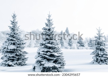 Beautiful winter scene with snow and frost covered trees.
