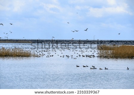 It is a beautiful winter scenery of migratory bird habitat in Jeju Island.