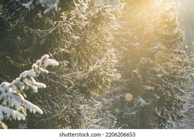Beautiful winter scenery with snow falling on a fir tree branch. Snowfall in a winter spruce forest at sunny day. Snowflakes slowly flying in air at sunny cold winter day. Christmas time