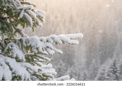 Beautiful winter scenery with snow falling on a spruce tree branch close-up. Snowfall in a winter spruce forest at sunny day. Snowflakes slowly flying in air at sunny cold winter day. Christmas time