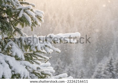 Beautiful winter scenery with snow falling on a spruce tree branch close-up. Snowfall in a winter spruce forest at sunny day. Snowflakes slowly flying in air at sunny cold winter day. Christmas time