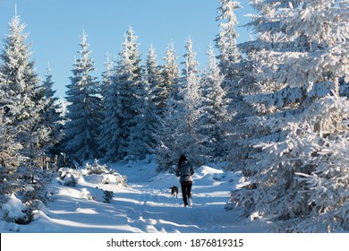 Beautiful Winter Scenery, With Woman Running With Dog On Mountain Pine Forest Snowy Trail