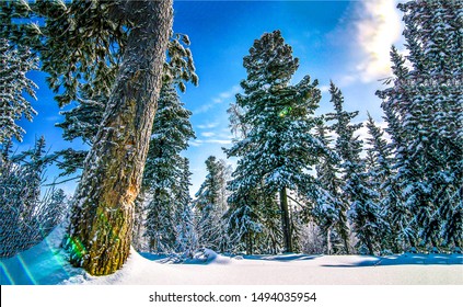 Beautiful Winter Snow Forest Landscape