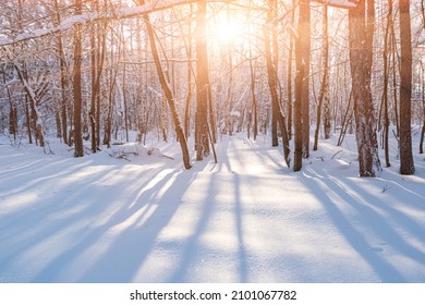 Beautiful Winter Sunlight In Winter Snowy Forest Mountian Landscape Scenery Background

