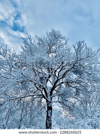 Beautiful winter tree. Wintertime. Winter landscape.