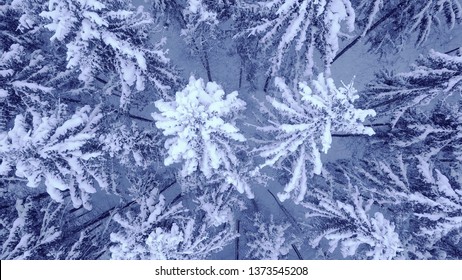 Beautiful Winter Young Pine Forest Under Snow Aerial View With Down Up Camera Zoom In 4K UHD Camera