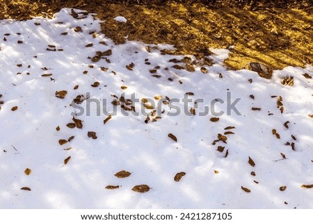 Beautiful winter-spring sunny day with remnants of snow on a yellowed lawn and fallen leaves. Sweden.