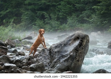 Beautiful wire-haired dog vizsla standing by a mountain river