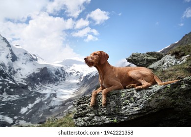 Beautiful wire-haired Hungarian Vizsla dog in the mountains