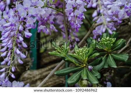 Beautiful wisteria flowers blooming in purple color in spring in spring  in the garden.
