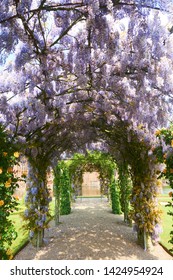 Beautiful Wisteria Lane In Green Summer Garden                