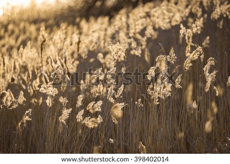 Similar – Foto Bild Magische Stunde im goldenen Grasland mit glühendem Tau bei Sonnenaufgang. Sonnenaufgang über den Bäumen im magischen Grasland, Ungarn