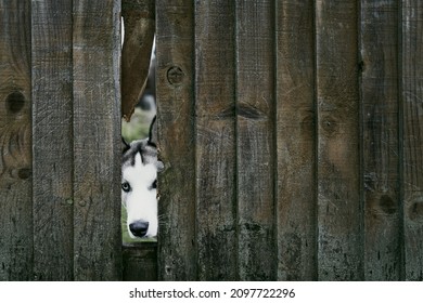 Beautiful wolf the domestic dog seen poking his head through a gap in a garden fence onto a public footpath. Curious on what he has seen.