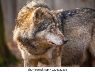 Beautiful Wolf With His Furry Coat