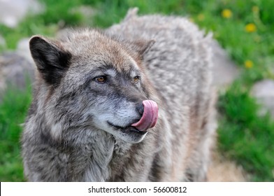 Beautiful Wolf Licking It's Lips