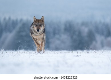 beautiful wolf running in snow with winter forest in background