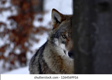 beautiful wolf in winter, wolf in snowy landscape, attractive winter scene with wolf, beautiful winter landscape, wolf in forest, winter scenery with big predator